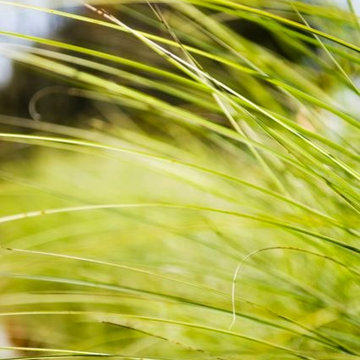 Fescue in the Grass Garden
