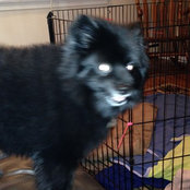 pommom's photo