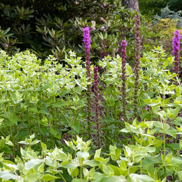 Mountain mint liatris attract pollinators.