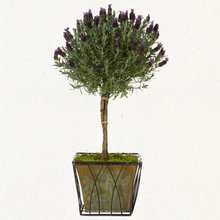 Idaho garden inspiration