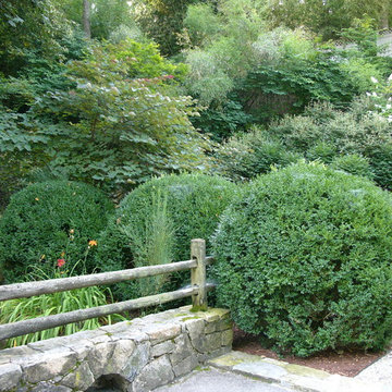 Six-Foot-Tall American Boxwood