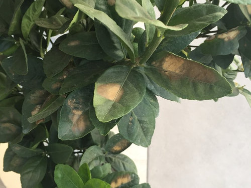 Key Lime Leaves With Brown Spots,What Is Triple Sec Used For