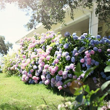 GARDENS