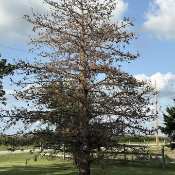 Dead Evergreen Removal on a Rural Property, Wichita, KS