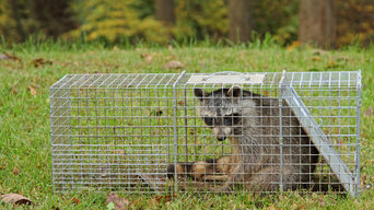 Terminator Exterminateur