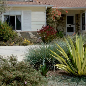 Furcraea mediopicta punctuates California-Friendly garden