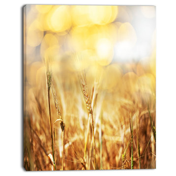 Brown Wheat Plants in Field, Floral Canvas Art Print, 12"x20"