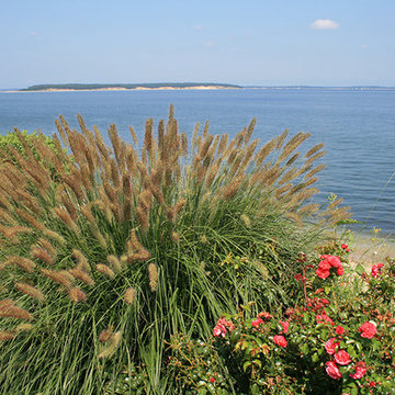 Hamptons Hydrangeas