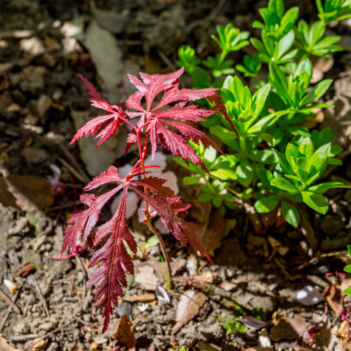 Can you ID this Japanese maple seedling?