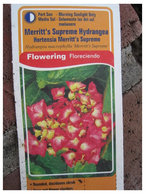 What's eating my Hydrangea? Pics included