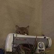 Joyce Van Sessen's photo