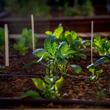 Vegetable and Herb Garden - Del Sur - Family Friendly Design