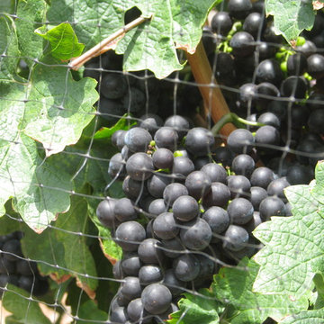 Malibu Rocky Oaks Estate Vineyards