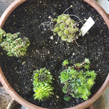 Monanthes and sempervivum