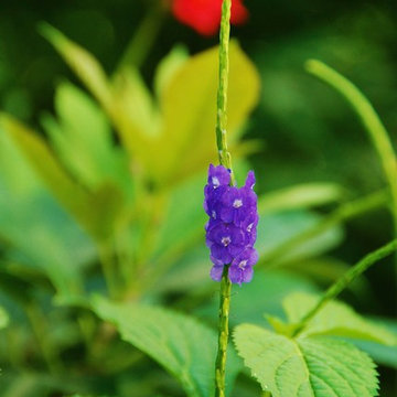 Landscape Design Miami- Deb's Certified Wildlife Habitat