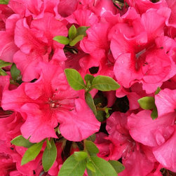Red Magnificence&trade; ReBLOOM&reg; Azalea - Products
