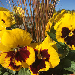 Current Featured Plants - Products