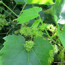 Grape Vine - an invasive vine in the Hudson Valley NY