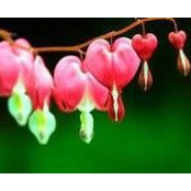 Diane Roy's photo