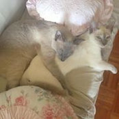Foto de Sin Tia