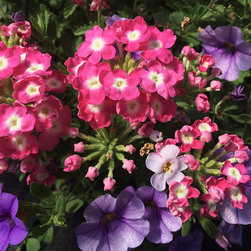 Current Featured Plants - Products