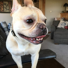 Dog friendly features