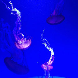 Jellyfish Wall Art - Prints And Posters