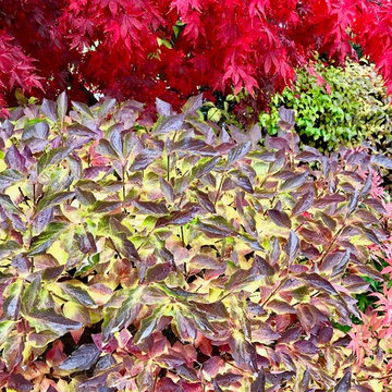 Garden Portfolio