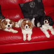 Julie Williams's photo