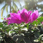 Lori Snowbal's photo