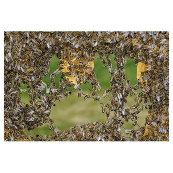 "Honey Bee chains made to repair honeycomb, Germany" Paper Art, 38"x26"