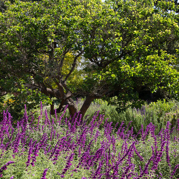 Montecito Oaks