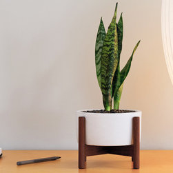 Case Study Desktop Planter with Wood Stand - Indoor Pots And Planters