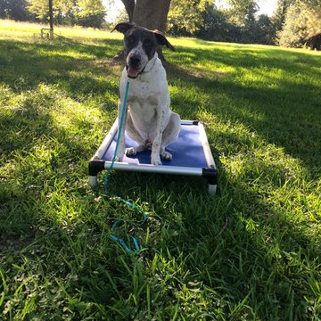 Dog Training Expert/Experts Cypress - Puptown Houston (832) 930-0073