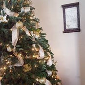 Ashley Liang's photo
