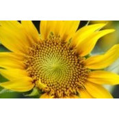 Teresa Dye's photo