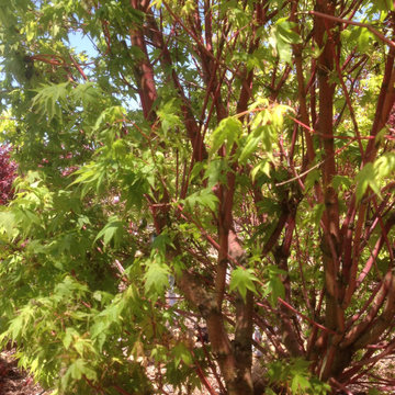 Spring leaves of Coral Bark Maple