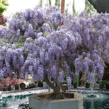 Our Acre of Beauty