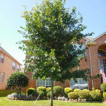 Red Oak