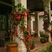 vines