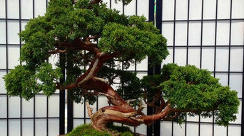 Japan Bonsai