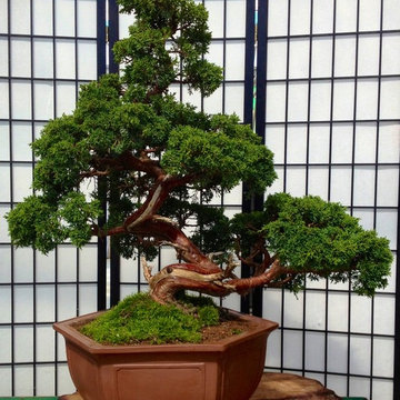 Japan Bonsai