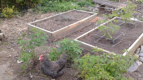 How To Keep Chickens Out Of Raised Beds