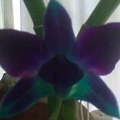 Sherlene Booths billede