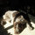 emily_honig