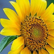 Lynne Parrish's photo