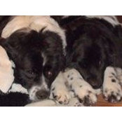 Pat Askew's photo