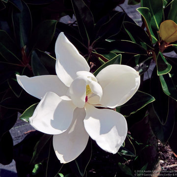 Plant Ideas & Colorful Combinations