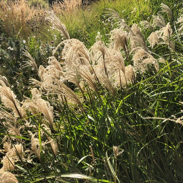 Jardin contemporain - Création et aménagement du jardin d'Arnaud et Sylvie