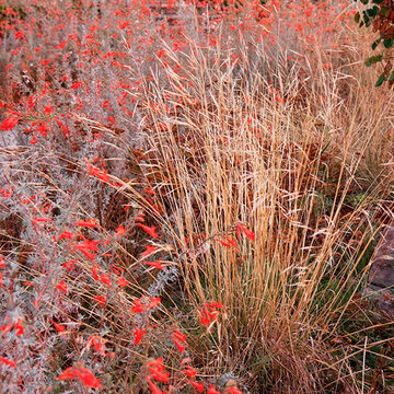 Purple Needle Grass (Stipa pulchra)
